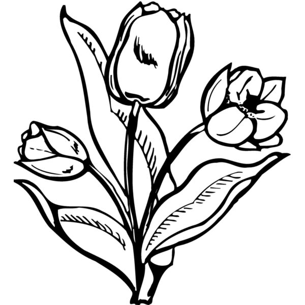 FLOWER24 Thumbnail